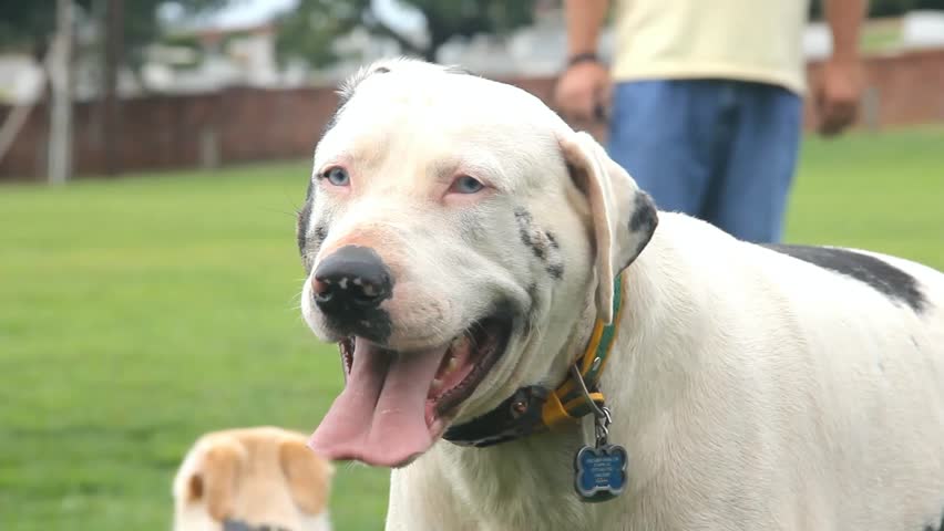 Closeup Of Larger White Dog With Some Peoples Pant Legs In Background