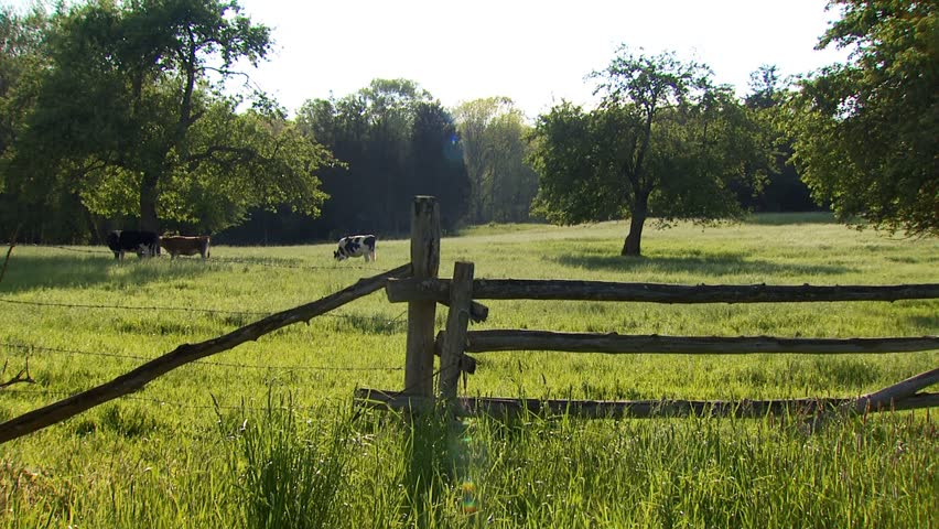 Cows grazing in pasture with split rail fencing