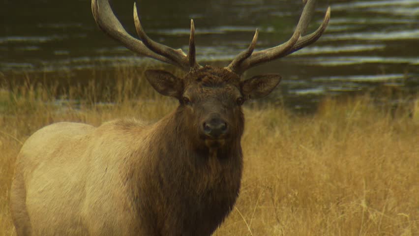 Bull Elk with large antlers 