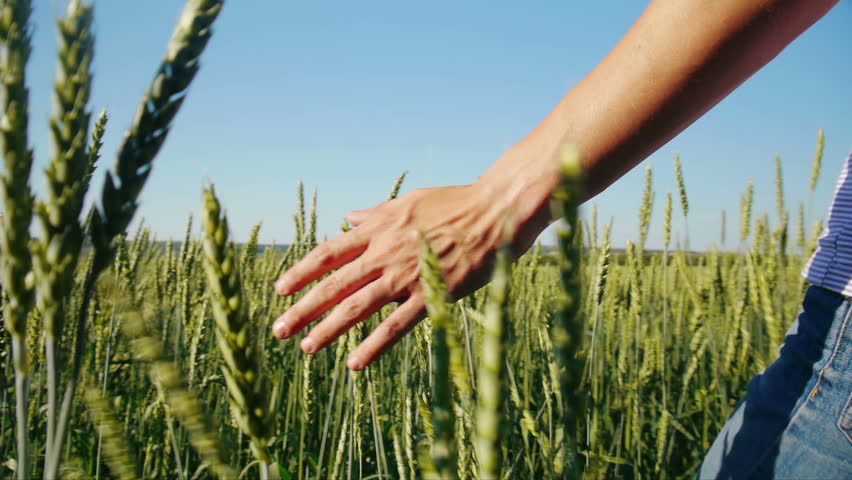 Male hand touching wheat in summer  field 