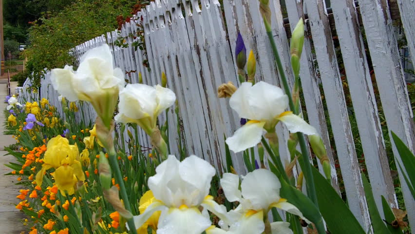An Old White Picket Fence Stock Footage Video 100 Royalty Free An Old White Picket Fence With Ling Paint And Flowers In A Small Town The United States Of America Heralds Arrival Spring