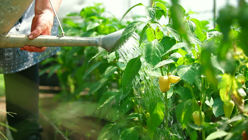 Gardener watering bell pepper in a garden