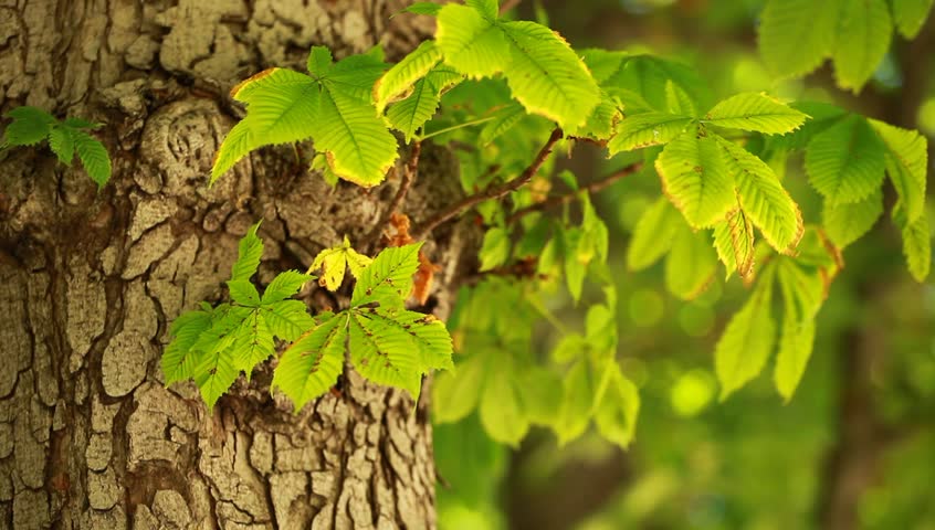 View under small green leaves chestnut trees at springtime