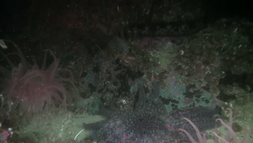 Header of Actinia anemone