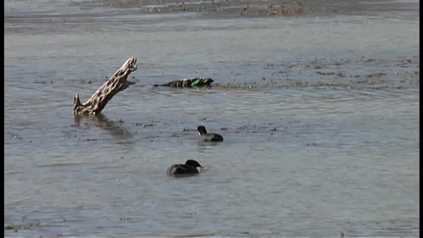 A pair of coots finding something to eat in the shallow waters of a wildlife refuge on the Colorado River