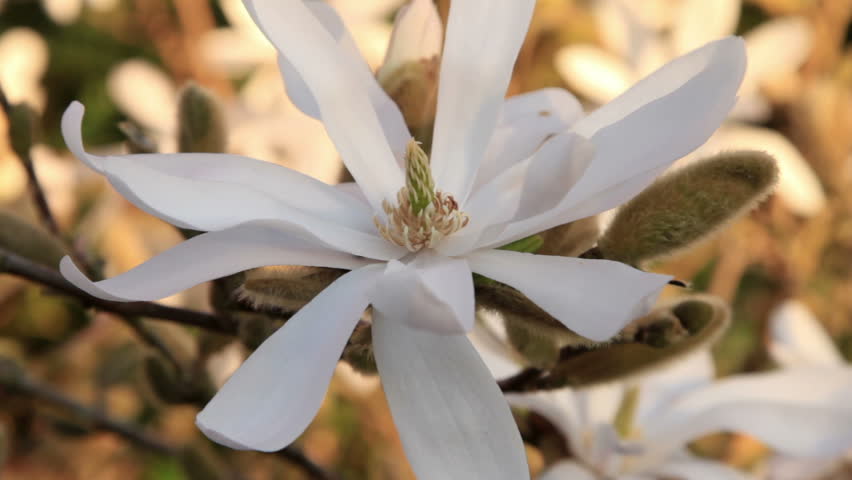 Magnolia stellata flower