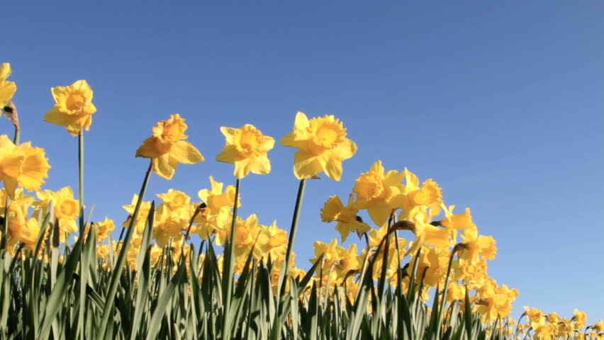 Yellow daffodils waving in the breeze against a vivid blue sky