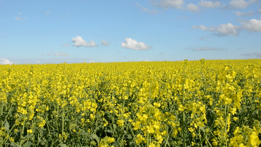 summer blossoming rapes field panorama