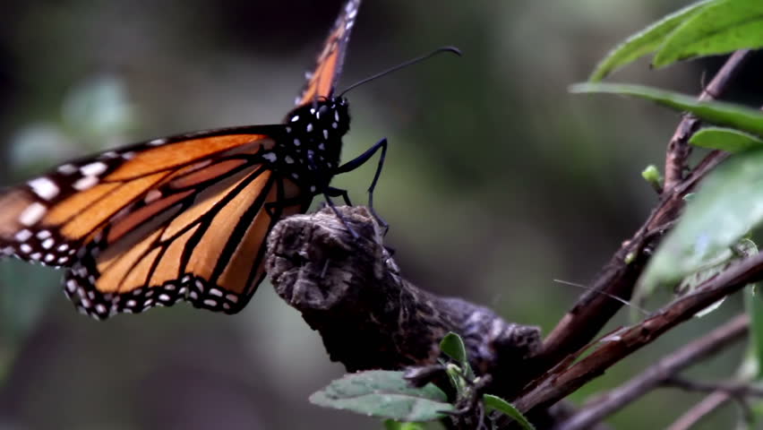 the amazing monarch butterfly sanctuary in mexico, where millions of butterflies return to each year from the USA and canada
