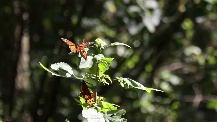the amazing monarch butterfly sanctuary in mexico, where millions of butterflies return to each year from the USA and canada