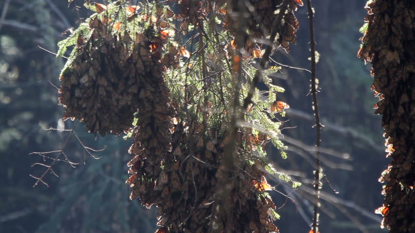 the amazing monarch butterfly sanctuary in mexico, where millions of butterflies return to each year from the USA and canada