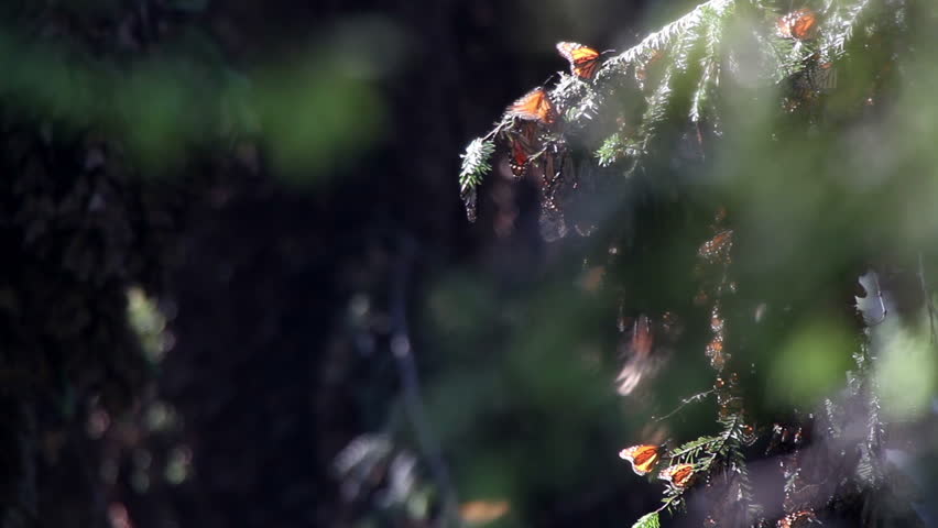 the amazing monarch butterfly sanctuary in mexico, where millions of butterflies return to each year from the USA and canada