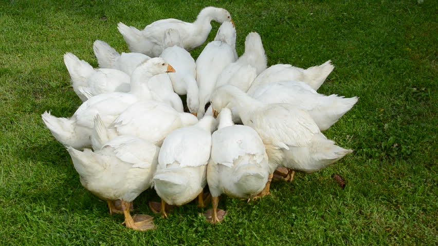 white gooses group nutrition in the farm