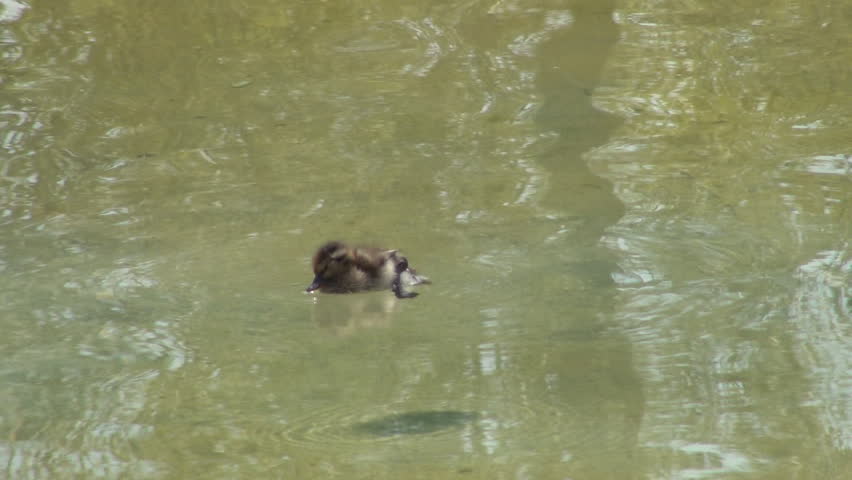 Sleeping Duckling, Duck Sleeping on a Lake