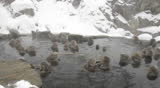 Group of snow monkeys relaxing in a natural hot-spring, Jigokudani, Nagano, Japan.  These monkeys are famous throughout the world as they live in the snow, and use natural hot spring to keep warm.