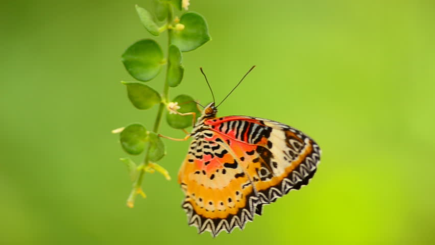Monarch Butterfly On Green Ivy