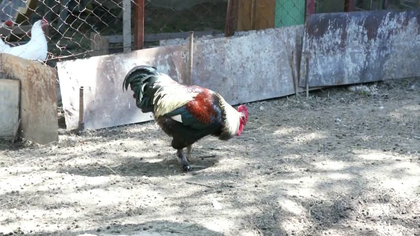 Rooster on the farm