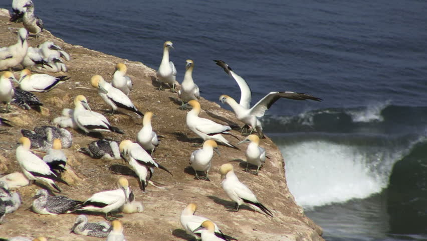 Colony of Gannets in New Zealand
