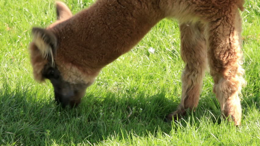 Close up of alpaca eating grass