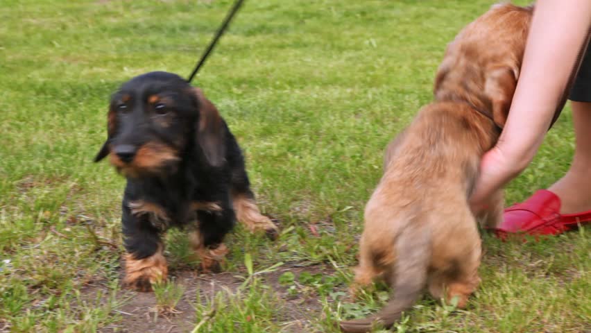Two puppy of breed long-wool Badgerers walk on lawn with green grass