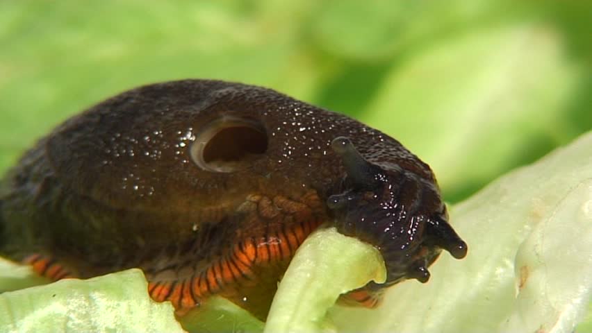 Slug eating Lettuce