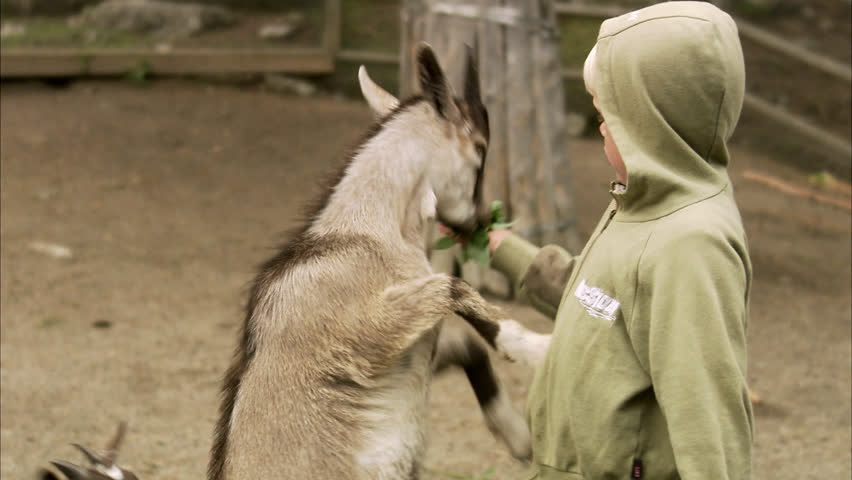 Children and goats at the zoo