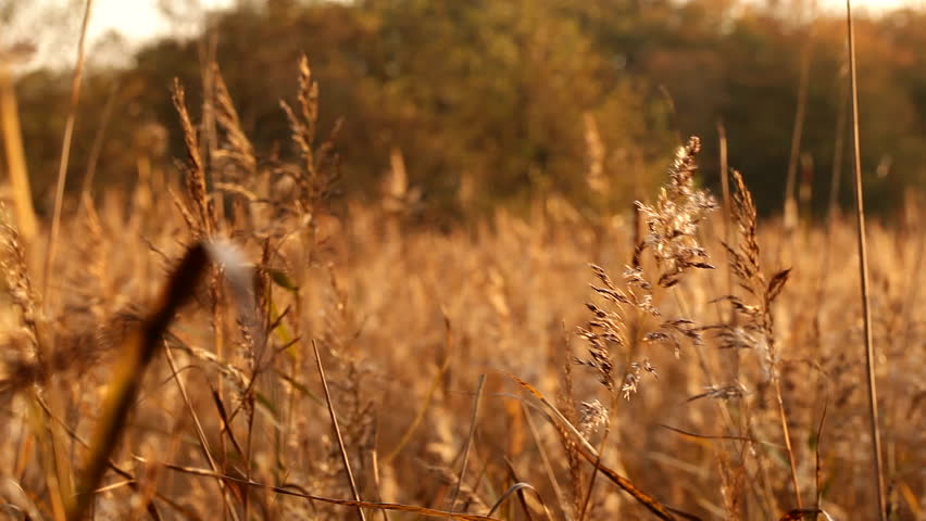 Close low angle shot of a large field of wheat looking very golden at dusk