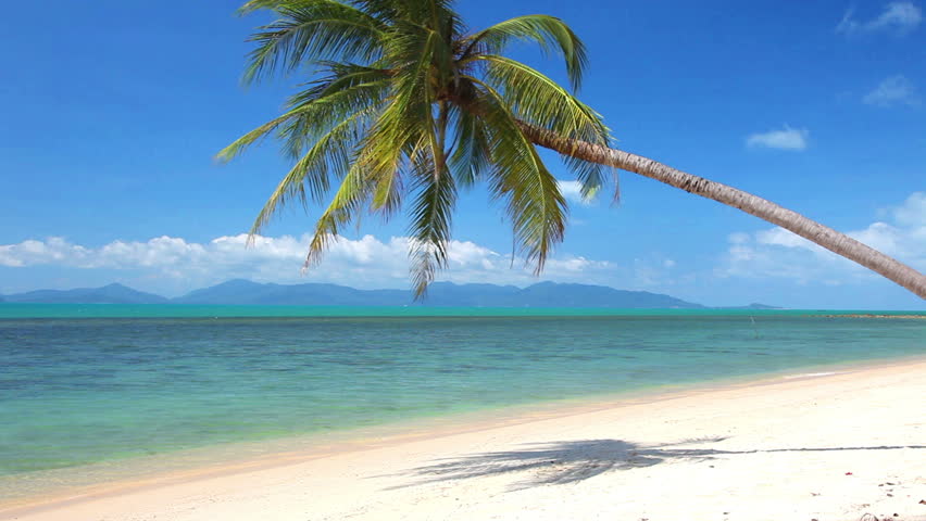 tropical beach and palm tree