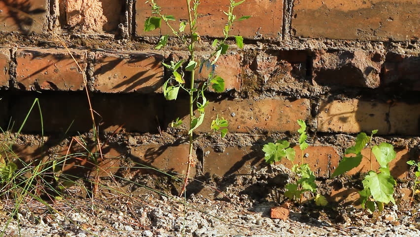 Green leafs on a background of brick wall.