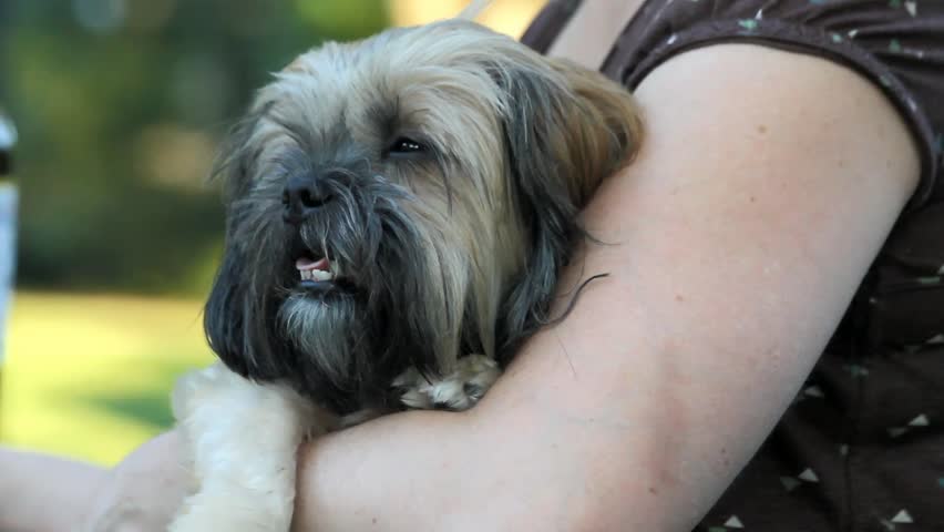 Small Furry Dog In Lady's Arm And Happy Outdoors
