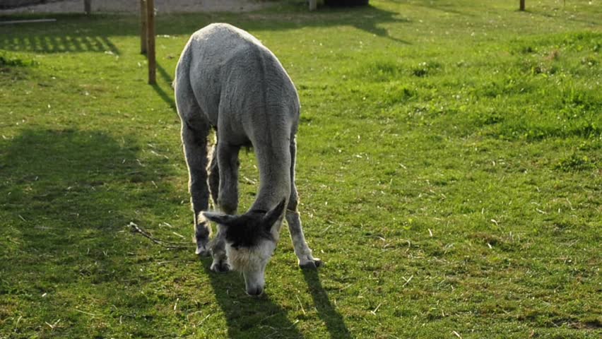 alpacas on a meadow