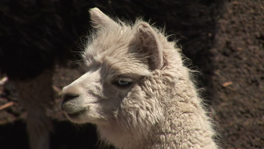Alpaca in the Atacama Desert, Chile