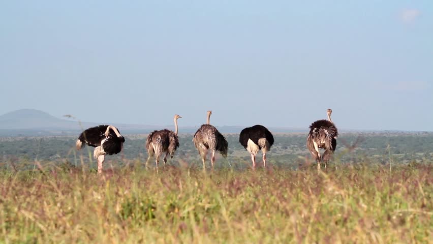 ostrich head in sand stock footage video shutterstock