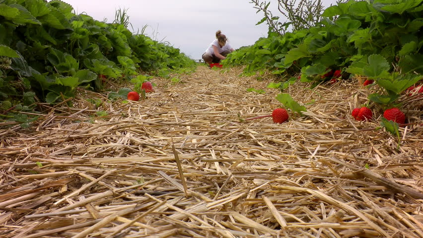 women collect strawberries