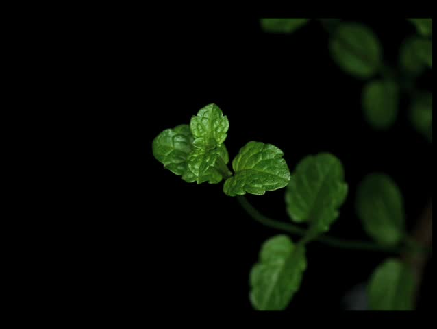 Time lapse video of the movement of a mint plant