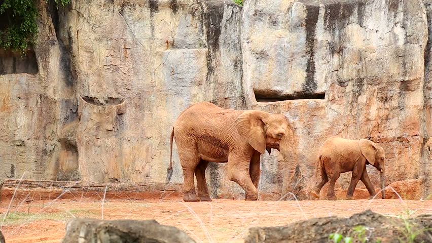 Header of African elephant