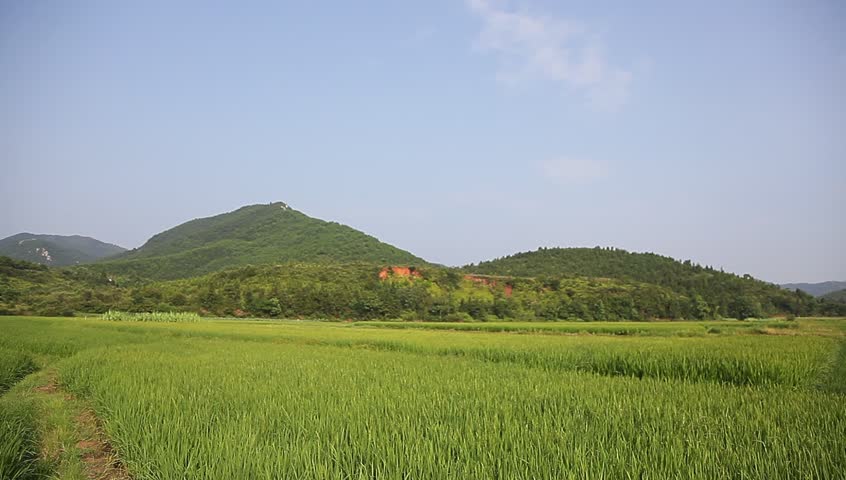 rice field in the country side with green mountains in the background
