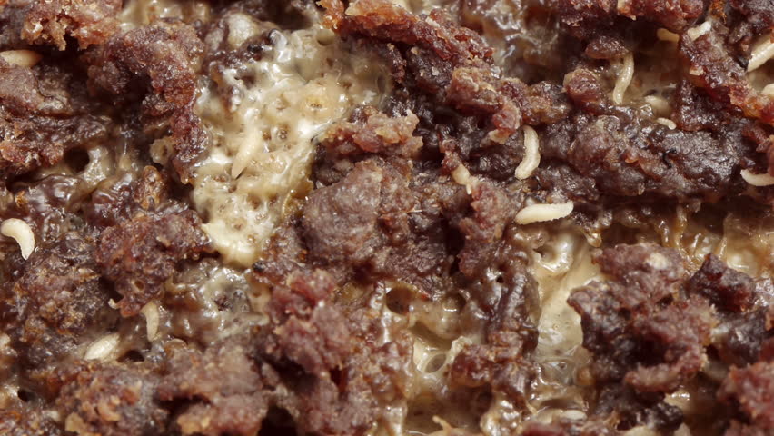 Blow Fly Larvae on Rotten Beef  Part 8