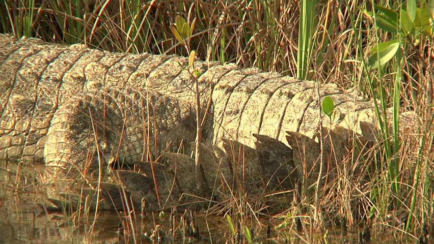 Header of American Crocodile