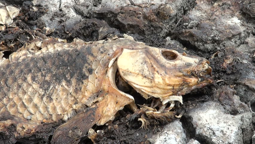 Pull back shot of fish carcass resting on the cracked ground of a wetland dried as a result of severe extended drought in the Midwest United States. 