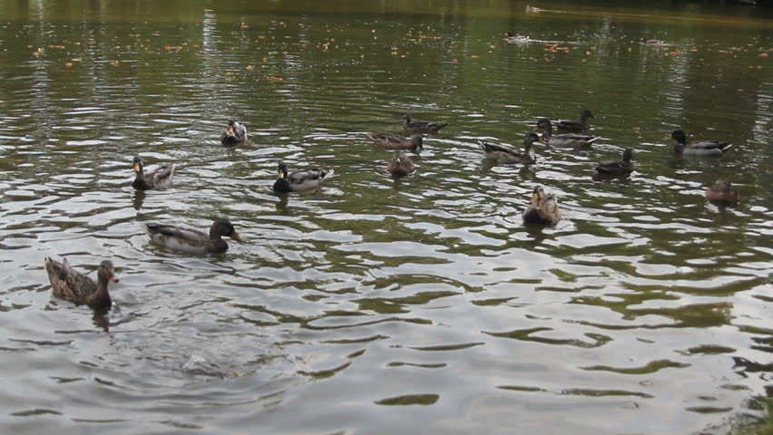 feeding ducks and carps at a pond