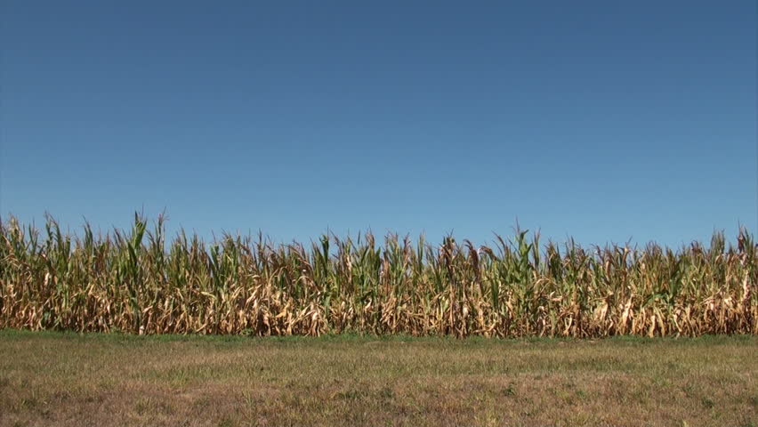 Field of corn damaged by severe extended drought in Midwest United States.