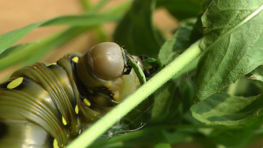 insect life. the caterpillar eats.  