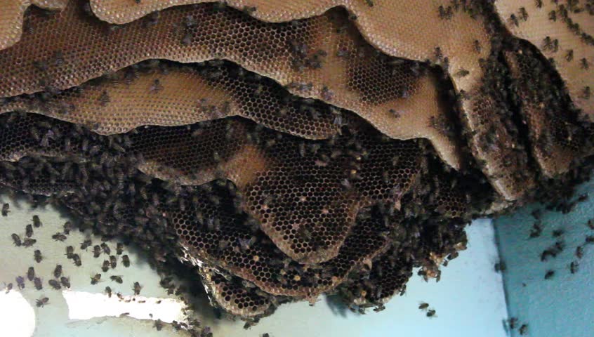 flock of bee at home, Thailand