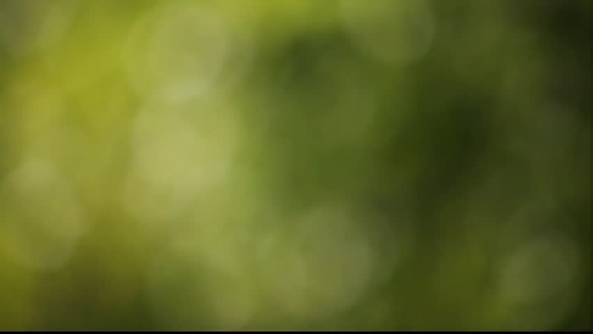 nature green bokeh