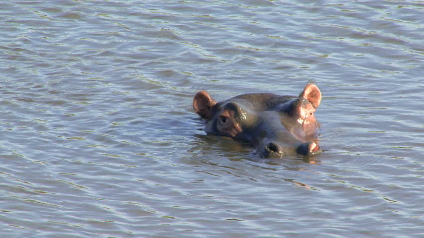 Hippopotamus head under water in South Africa