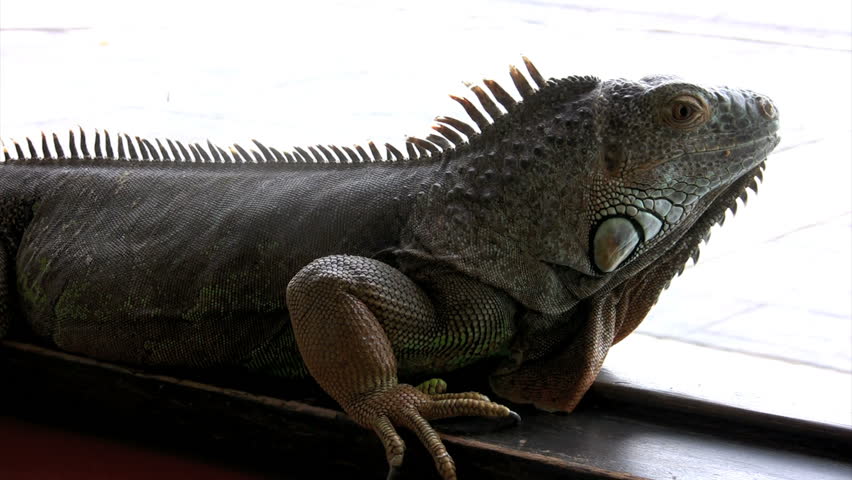 iguana looks out window 