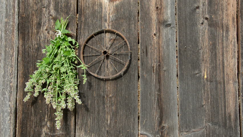 hanging medical herbs bunch on old wooden wall