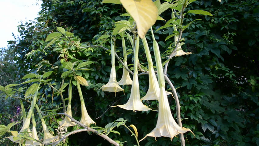 datura  angel's trumpet blossoms and summer wind