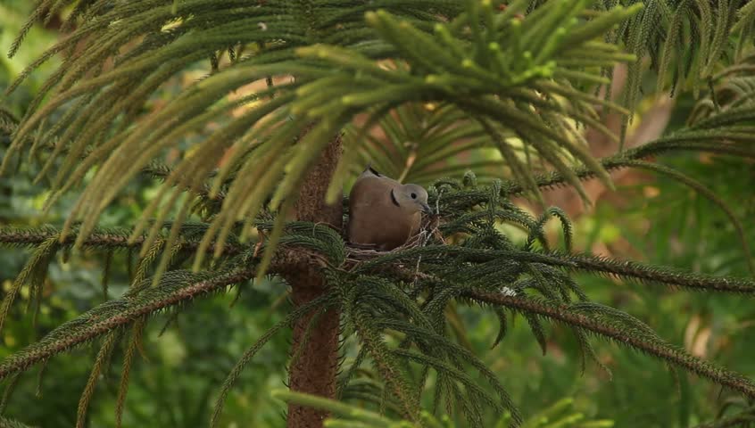 Bird nesting in natural ambiance